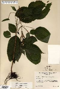 Image Associated With the Occurence