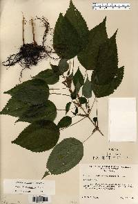 Image Associated With the Occurence