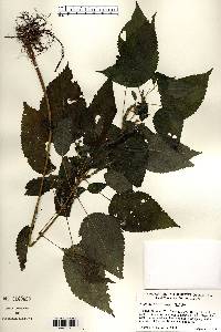 Image Associated With the Occurence
