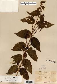 Image Associated With the Occurence