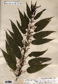 Urtica dioica image