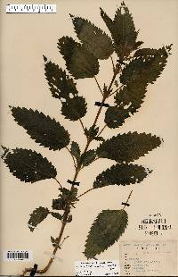 Urtica dioica image