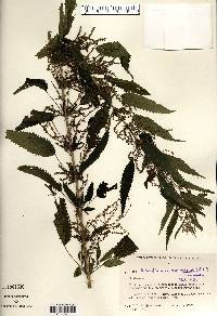 Urtica dioica image