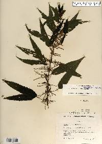 Urtica dioica image