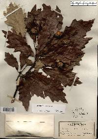 Quercus bicolor image