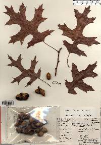 Quercus coccinea image