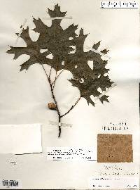 Quercus ellipsoidalis image