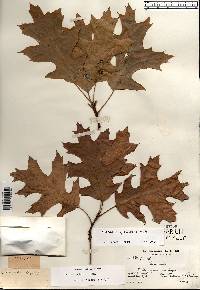 Quercus ellipsoidalis image