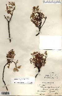 Quercus ellipsoidalis image