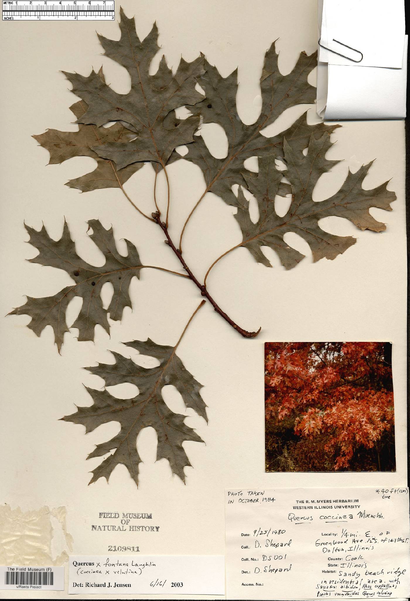 Quercus fontana image