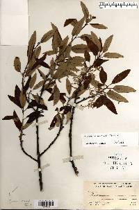 Quercus imbricaria image