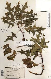 Quercus palustris image