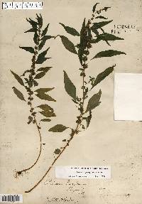 Parietaria pensylvanica image