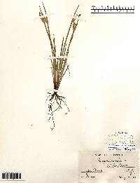 Sisyrinchium albidum image