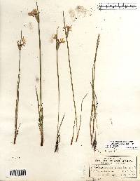 Sisyrinchium albidum image