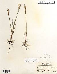 Sisyrinchium albidum image