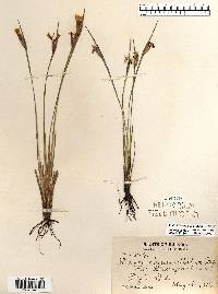 Sisyrinchium albidum image