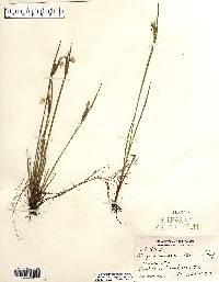 Sisyrinchium albidum image