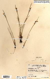 Sisyrinchium albidum image