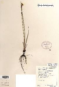 Sisyrinchium albidum image