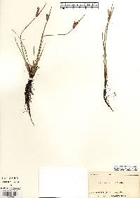 Sisyrinchium albidum image