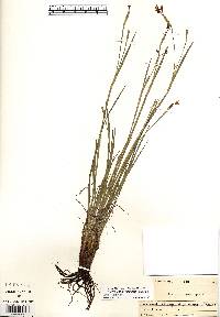 Sisyrinchium strictum image