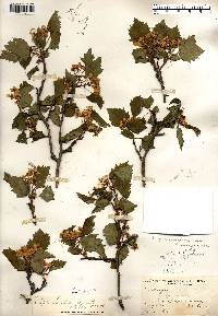 Crataegus apiomorpha image