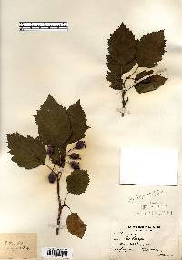 Crataegus holmesiana image