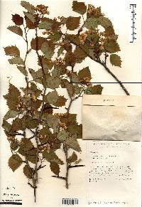 Crataegus holmesiana image