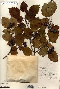 Crataegus holmesiana image