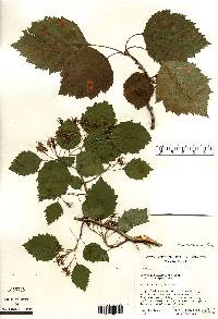 Crataegus holmesiana image