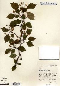 Crataegus schuettei image