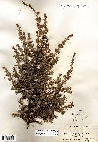 Juniperus communis var. depressa image