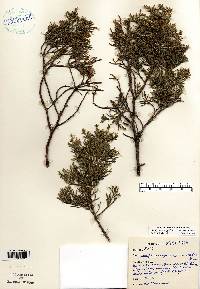 Juniperus virginiana var. virginiana image