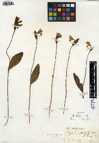 Pogonia ophioglossoides image