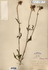 Ratibida pinnata image