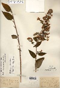 Symphyotrichum drummondii image