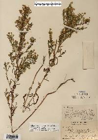 Aster fragilis image