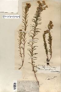 Ionactis linariifolia image