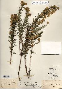 Ionactis linariifolia image