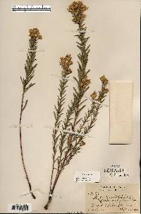 Ionactis linariifolia image