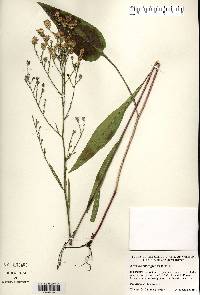 Symphyotrichum oolentangiense image