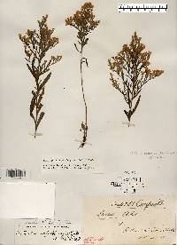 Aster parviceps image