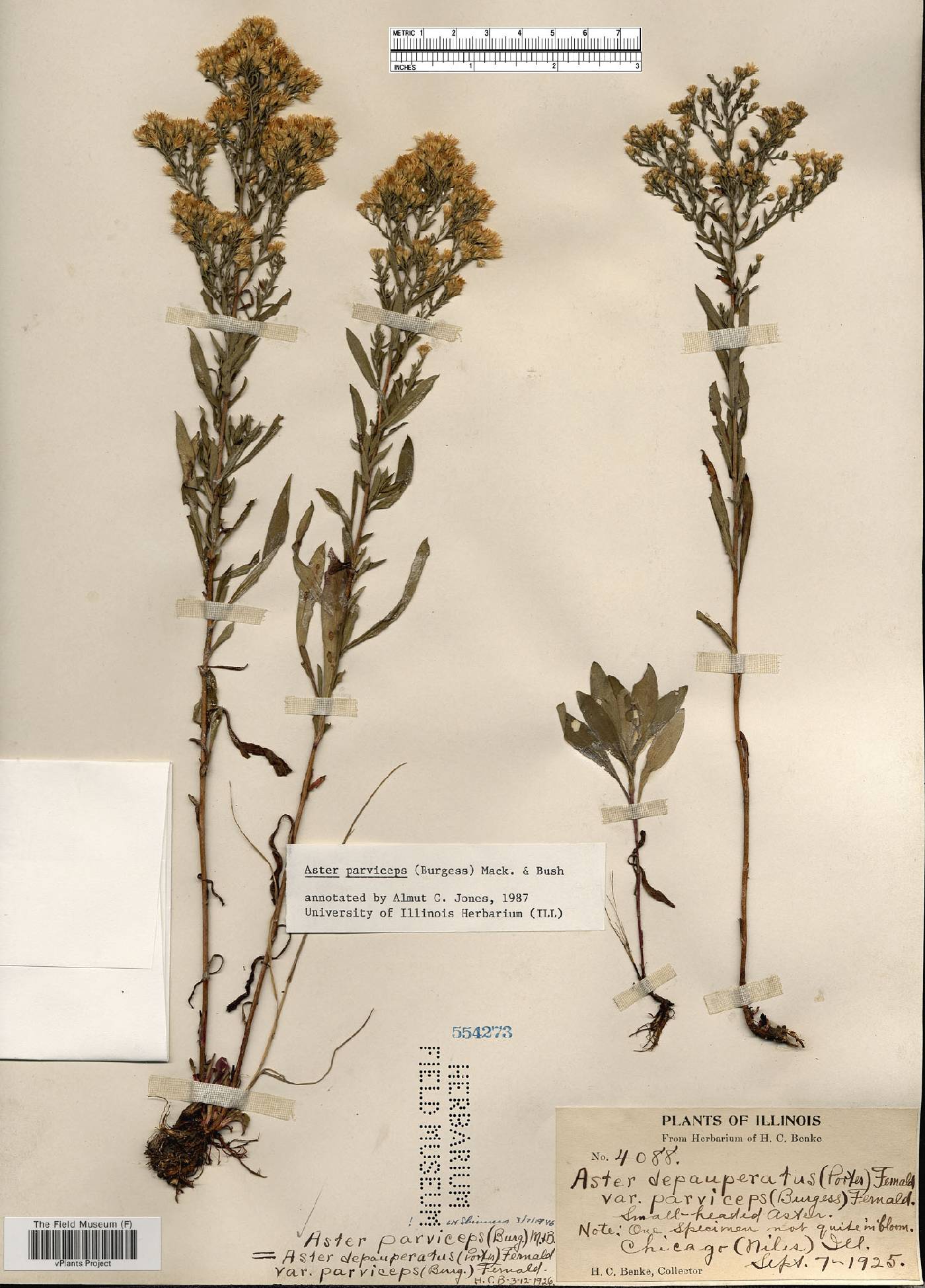 Aster parviceps image