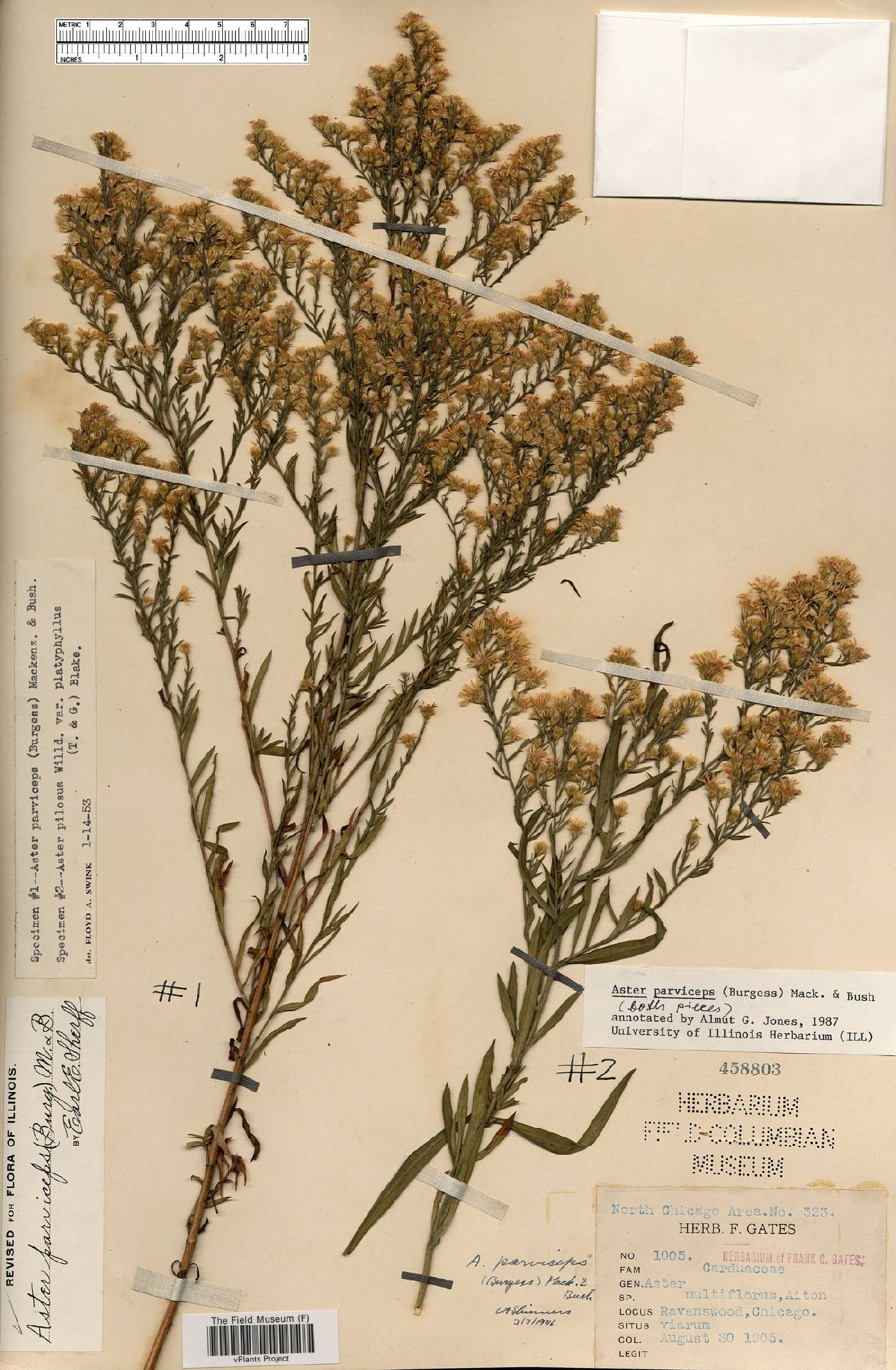 Aster parviceps image