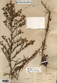 Symphyotrichum pilosum var. pilosum image