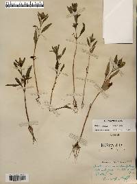 Bidens tripartita image