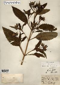 Bidens tripartita image