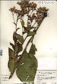 Parthenium integrifolium image