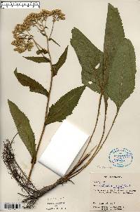 Parthenium integrifolium image